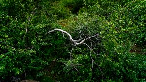 Lone Branch