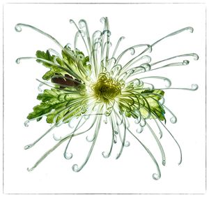 Starburst Chrysanth 2