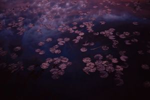 Water lilies