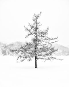 ZenMeditation - Plate 10