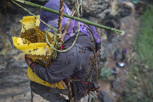 SWEET GOLD - The honey hunters of Nepal