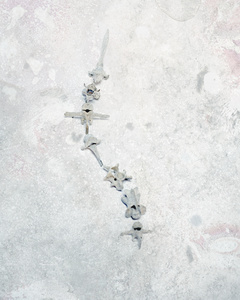 ( Remnants )