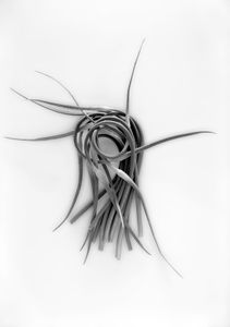 Garlic Scape