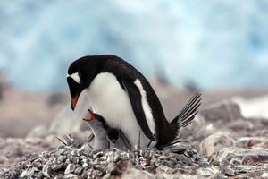Antarctica VII