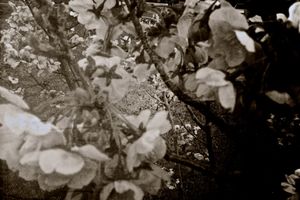 Cherry tree