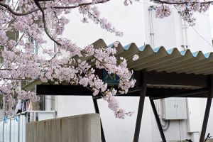 Blue Roof, Ise