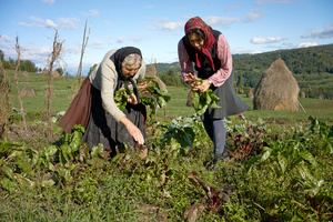 Gathering Produce