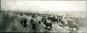 Cattle on the move