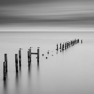 28 Gulls
