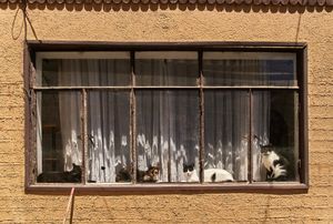 Cats portrait