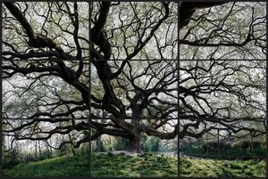 Quercus Robur. about 600 yrs.