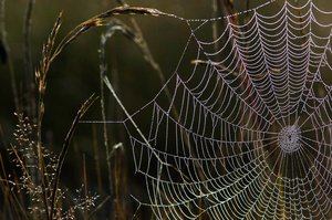 Web Anchor