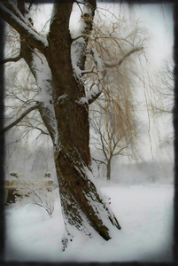 Winter Tree #2