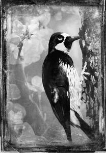 © Dianne Yudelson Acorn Woodpecker