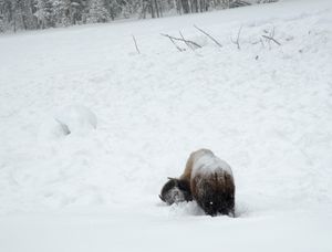Shoveling Snow