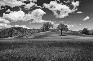 Paso Oaks