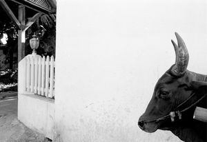 Zebu, Nose Be 2001