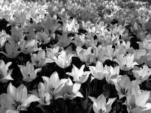 The Tulip, Composition VI