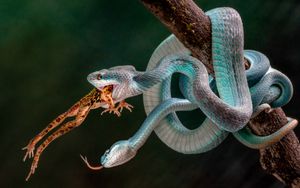 Blue Insularis 4