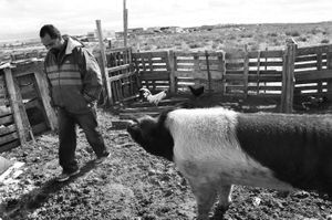 Victor raises some pigs on his land. © Joseph Sorrentino