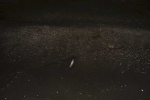 The fish.