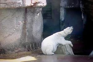 CAPTIVITY