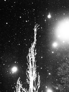 Tree #1