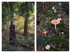 „Homage to Meret Oppenheim & poisonous mushrooms“