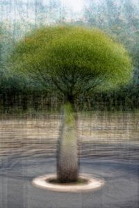 Brachychiton rupestris (Queensland bottle tree)