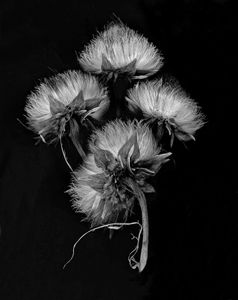 Thistle x 4