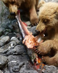 Salmon