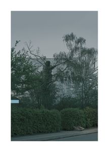 Behind Pollard Tree
