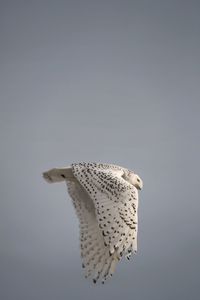 Snowy Owl