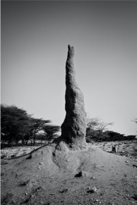 Termite Mount