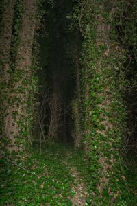Ivy wood
