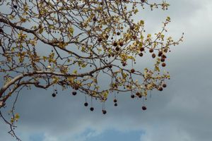 tree