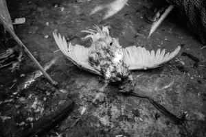 A cockfight is in foremost a blood sacrifice offered to the demons to still their hunger. The owner of the winning cock takes the carcass of the looser home to eat.
