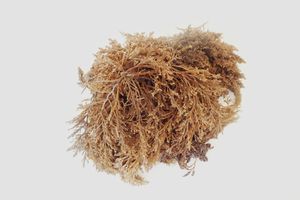 Algae