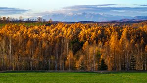 Colored pine tree