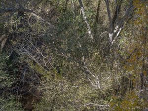 Big Tujunga Creek