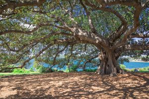 Giant ficus tree in Sydney, Australia
