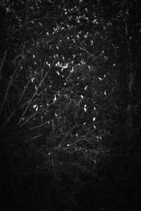 Birds.