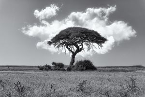 Umbrealla Tree, Botswana