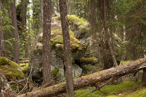 untitled #4 from boreal forest