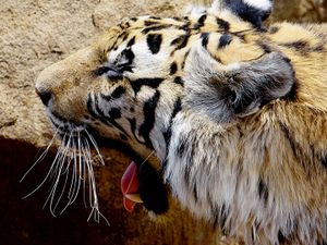 Tiger yawing