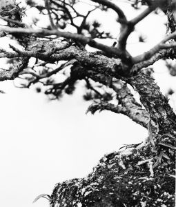 Pine Cliff