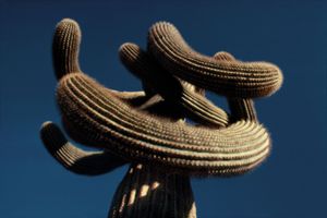 Saguaro, Portraits of Trees