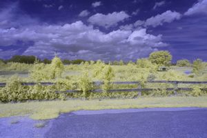 Flaxen Dreams