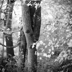 cc-by-sa Mylene Bressan