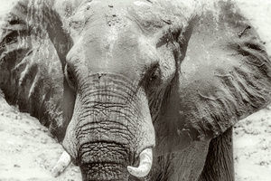 beautiful young male. Seen in the Southern Luangwa National Park, Zambia